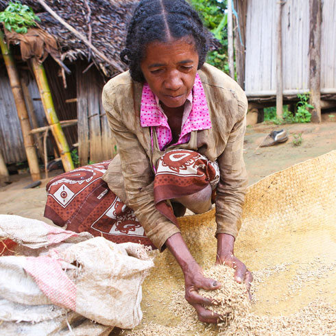 Une dame remplit un sac de blé avec ses mains.