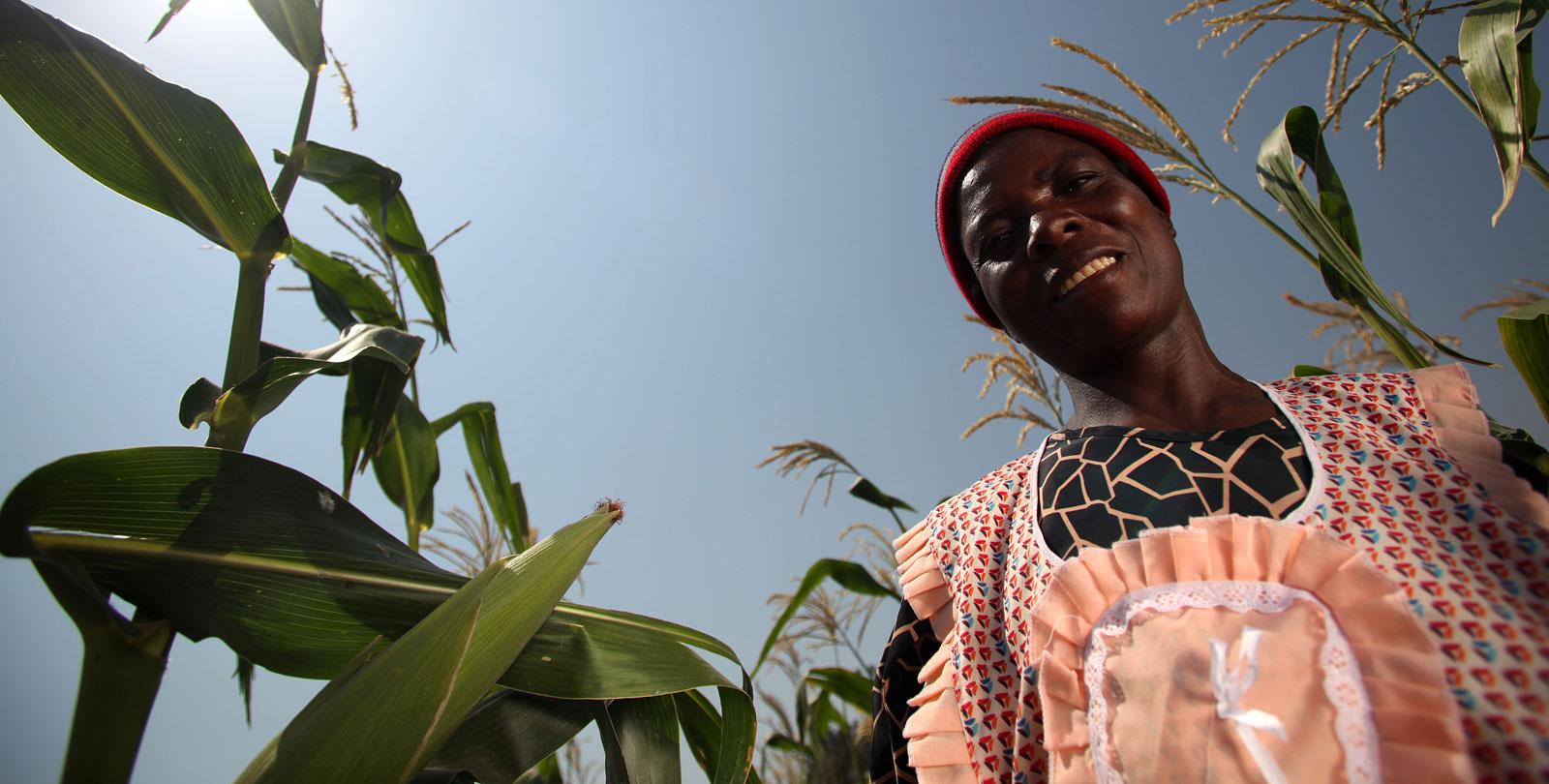 Une petite agricultrice est dans un champ de blé au Zimbabwe.